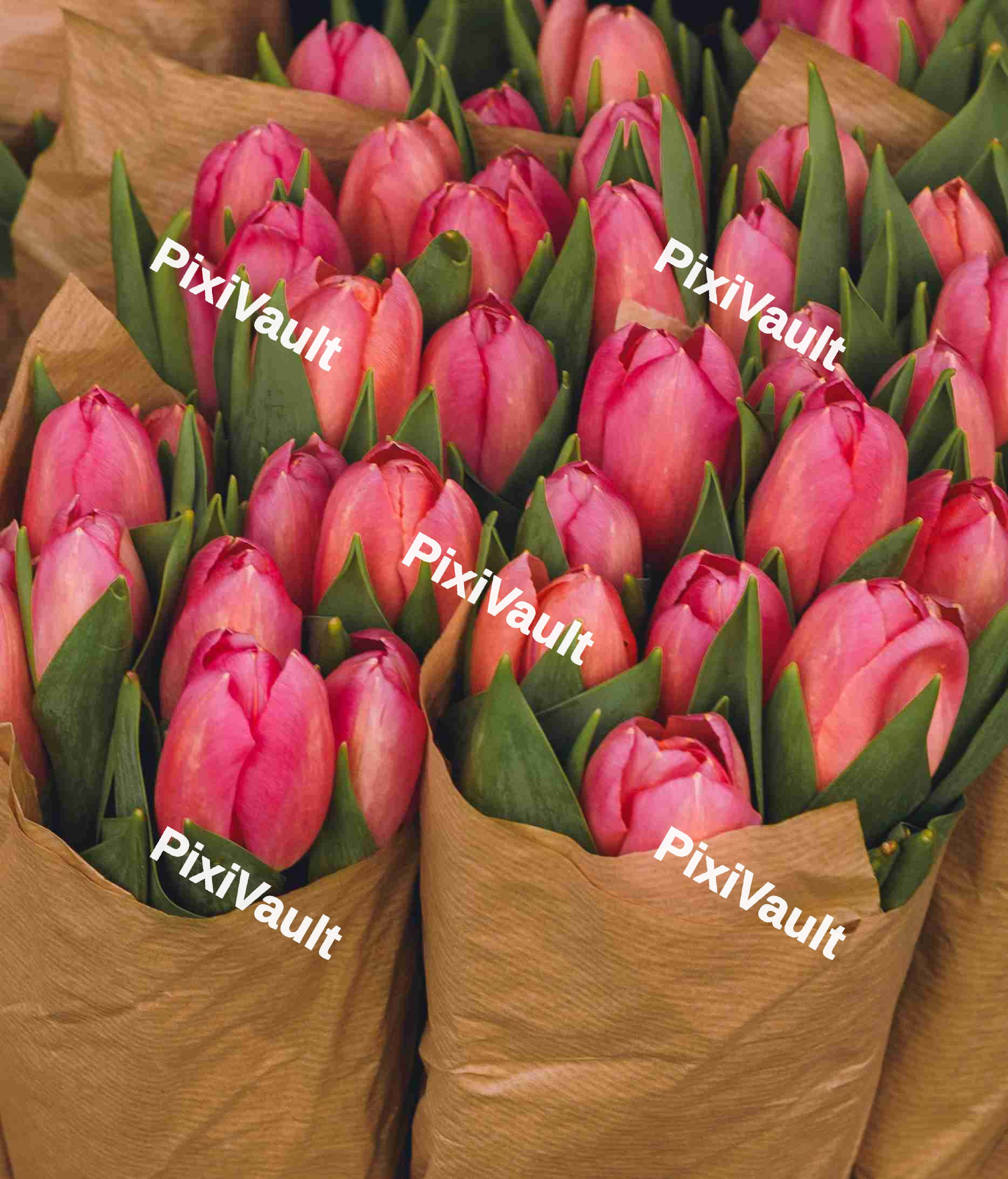 Close Up Of Pink Tulips